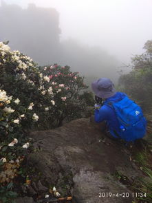 夏初春色 大美茶岩顶20190420