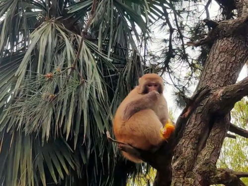 信阳山水,醉美茶香 跟着酒祖杜康小封坛赴一场采茶品酒之旅