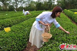 日照景阳青茶园挂牌大众网采风基地，园美茶香引人入胜