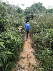 夏初春色 大美茶岩顶
